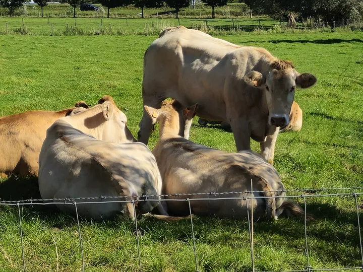 Rhodesgoed cycling and walking 2-day, Izegem (Belgium)